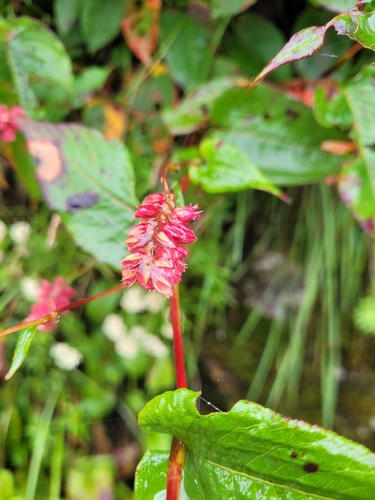Bistorta amplexicaulis, photograph 5