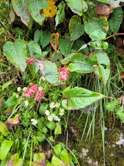 Bistorta amplexicaulis, photograph (c) Subir B. Shakya, some rights reserved (CC BY)