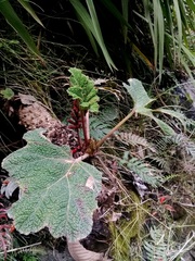 Gunnera tinctoria