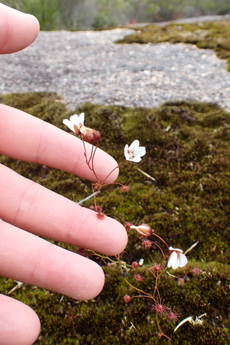Drosera huegelii