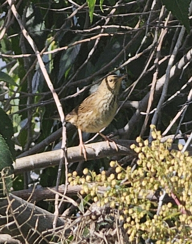 Lanceolated Warbler