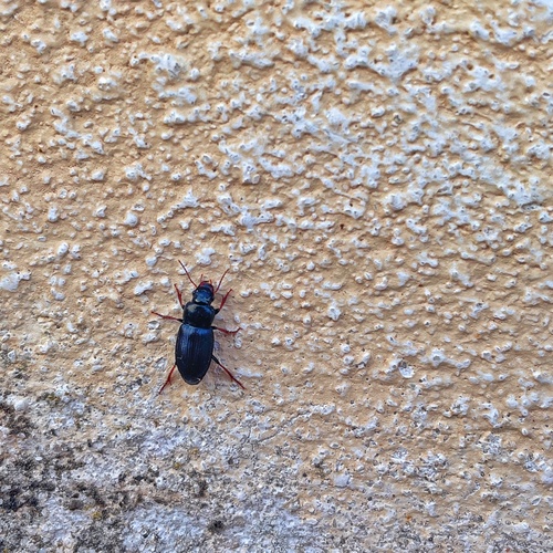Strawberry Seed Beetle