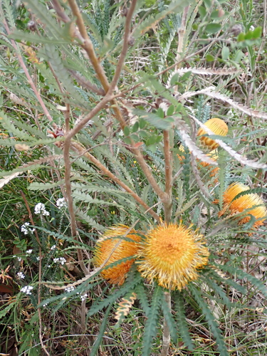 Banksia formosa