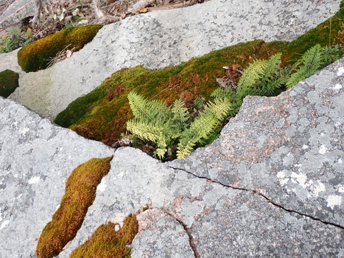 Asplenium aethiopicum