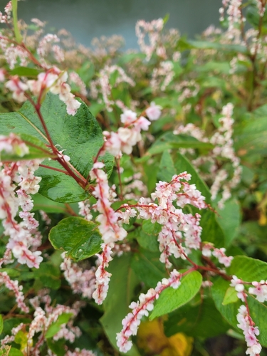 Koenigia polystachya