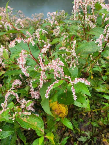 Koenigia polystachya, photograph 2