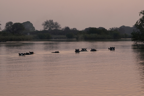 Common Hippopotamus