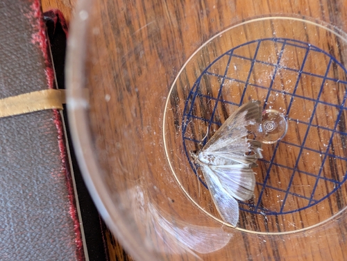 Box Tree Moth