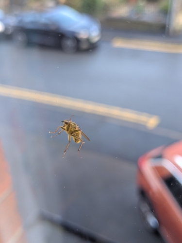Golden Dung Fly