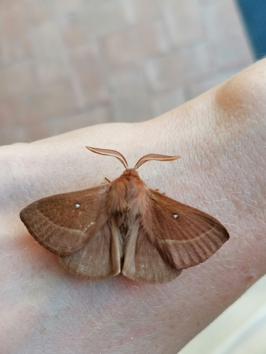 Grass Eggar