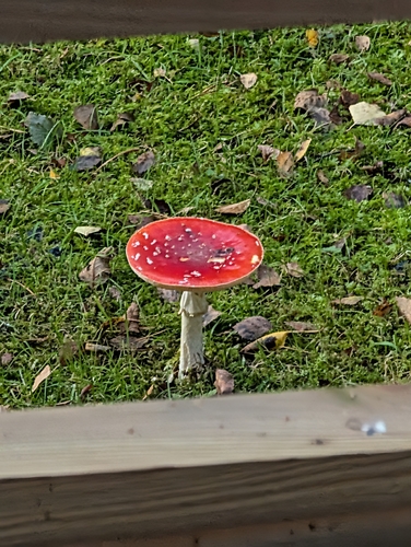 Fly Agaric