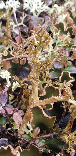 Cetraria ericetorum observed 2026-09-16