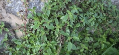Parietaria judaica, photograph (c) Barry Stewart, some rights reserved (CC BY)