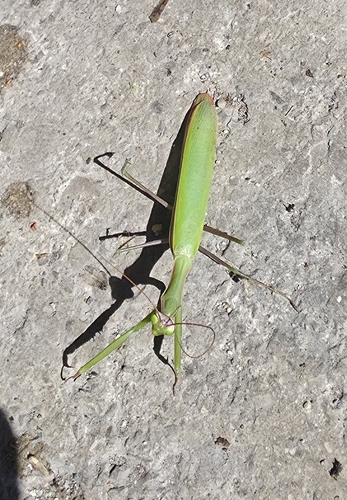 European Mantis