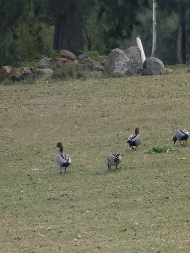 Australian Wood Duck