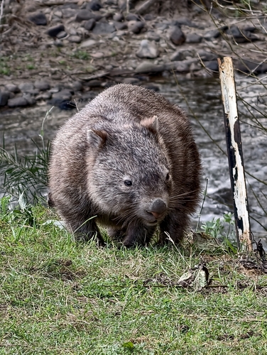 Mainland Wombat
