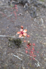 Drosera microphylla
