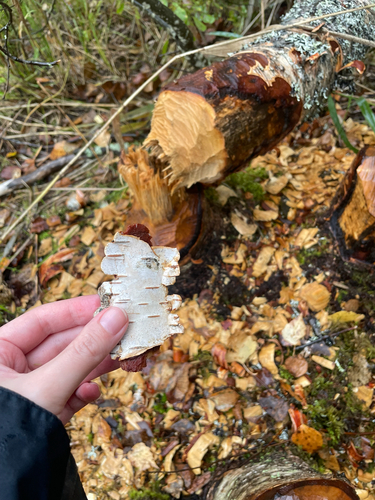 American Beaver