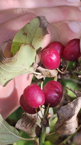 Cornelian cherry