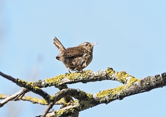 Troglodytes troglodytes