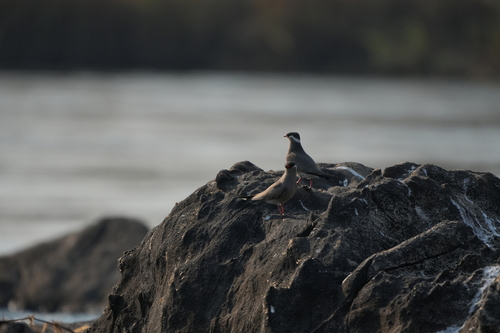 iNaturalist image