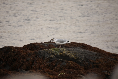 Western European Herring Gull
