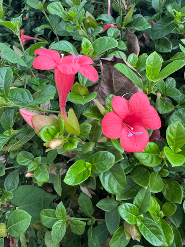 Barleria repens observed 2026-09-14