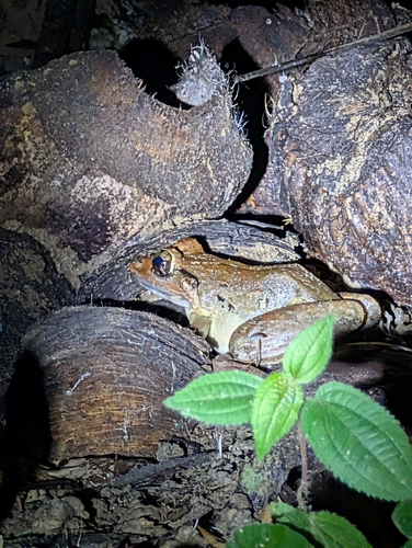 Limnonectes blythii observed 2026-08-31
