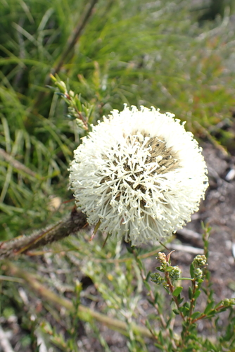 Dasypogon bromeliifolius, photograph 2