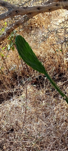 Indian fig opuntia