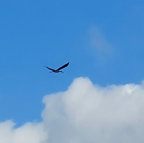 Black Stork
