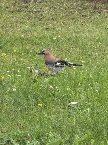 Eurasian Jay