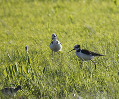 Himantopus mexicanus melanurus