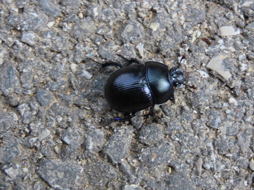 Woodland Dor Beetle