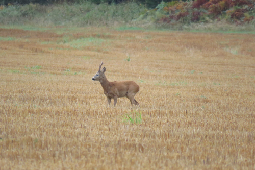 Western Roe Deer