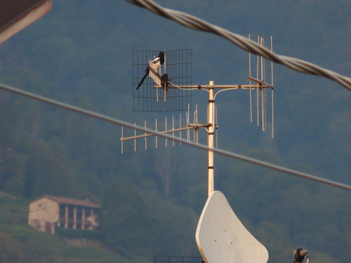 Eurasian Magpie