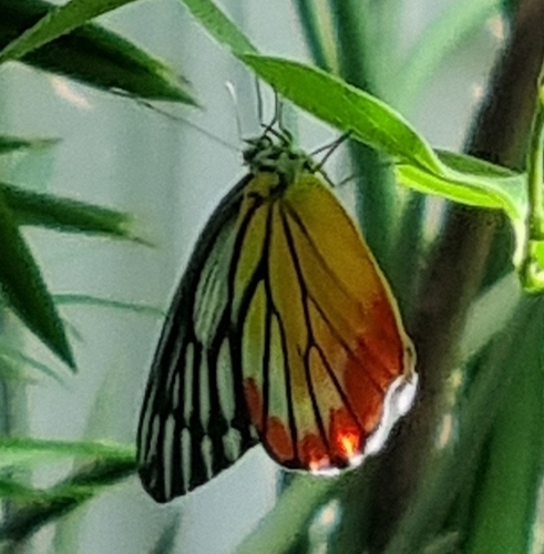 Painted Jezebel