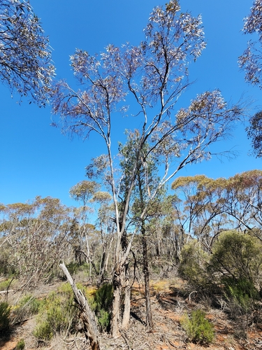 Eucalyptus dumosa, 2026-09-17
