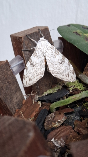Hypercompe abdominalis