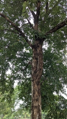 Holoptelea integrifolia