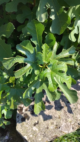 common fig