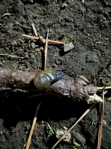 Draparnaud's Glass Snail