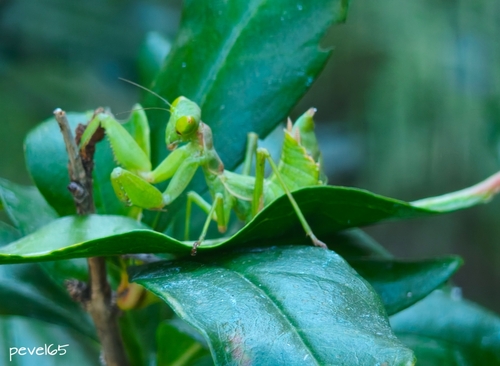 European Dwarf Mantis