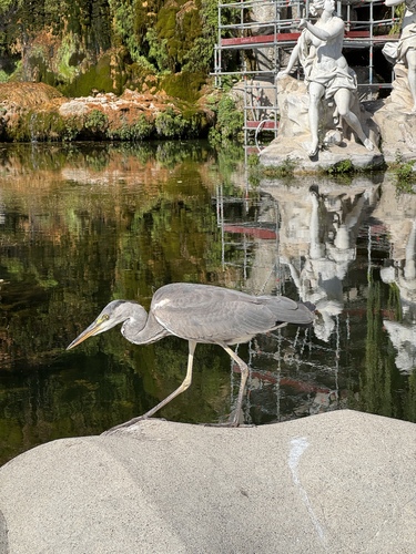 Grey Heron