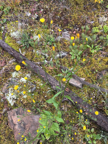 nipplewort