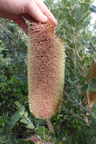 Banksia praemorsa