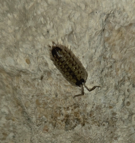 Brickwork Woodlouse