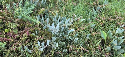 Atriplex portulacoides, photograph 6