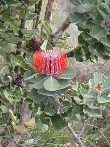 Banksia coccinea, photograph 2