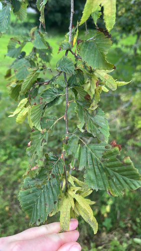 European Hornbeam